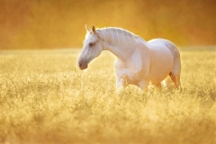 White horse in rye, golden sunset